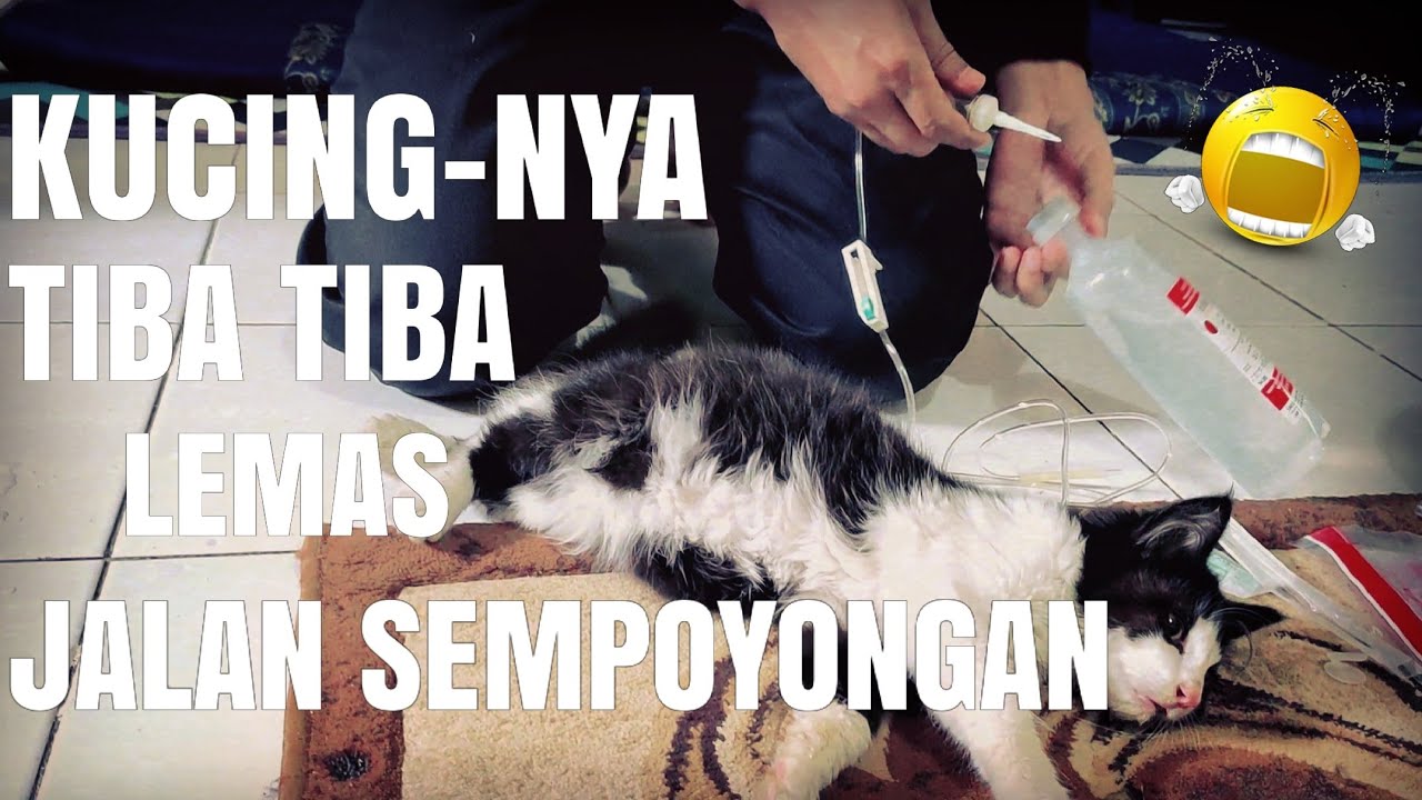 CARA MENGOBATI KUCING TIBA TIBA LEMAS DAN MENCRET 