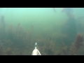 Подводная охота в чистом пруду - щука