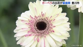 色鮮やかな花がプレゼント用などに人気　ガーベラの出荷が最盛期　愛知・豊川市 (22/04/13 11:50)