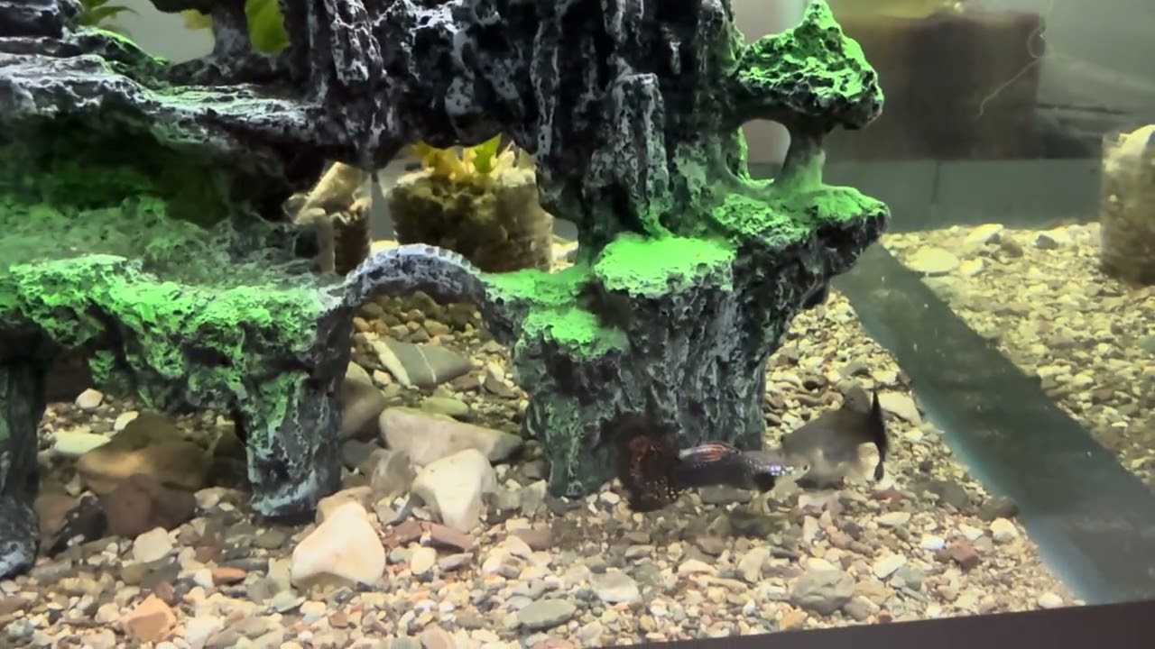 Özel tür lepistesler ve genel lepistes bakımı