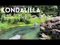 Kondalilla National Park | Sunshine Coast Queensland Rainforest Walk