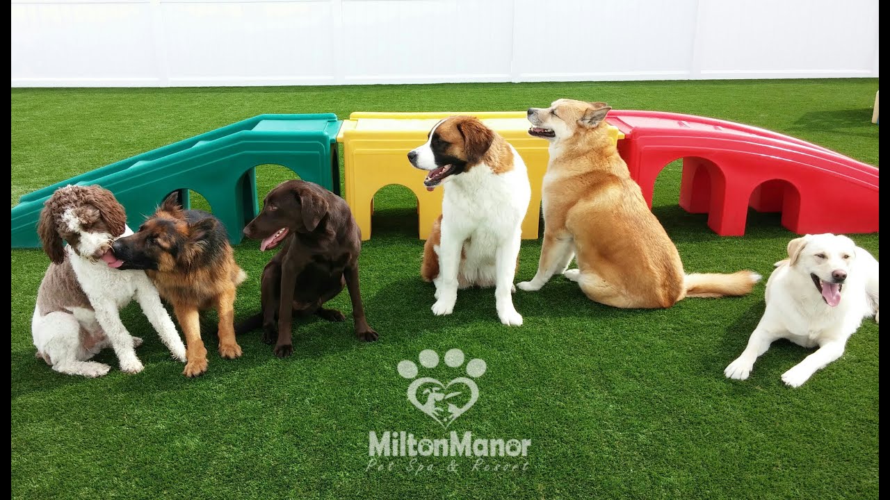 milton dog boarding