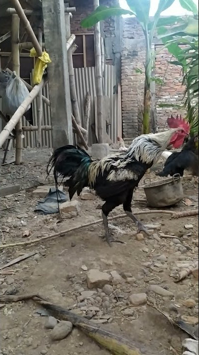 Suara ayam pelung jalak Jumbo