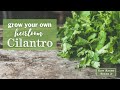 Sow Right Seeds | Cilantro