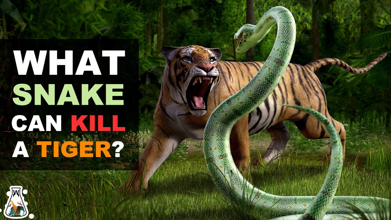 Can a snake fight a tiger?