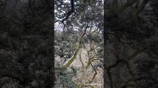 Big split in Holm Oak!