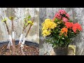 Cách ghép hoa trang nhiều màu trên 1 cây | Ixora coccinea plant