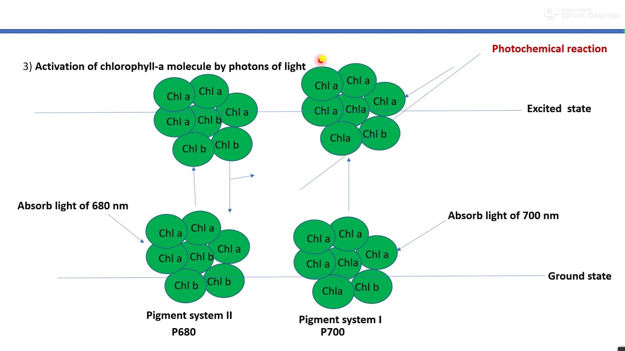Fluorescence, Light reaction in photosynthesis YouTube