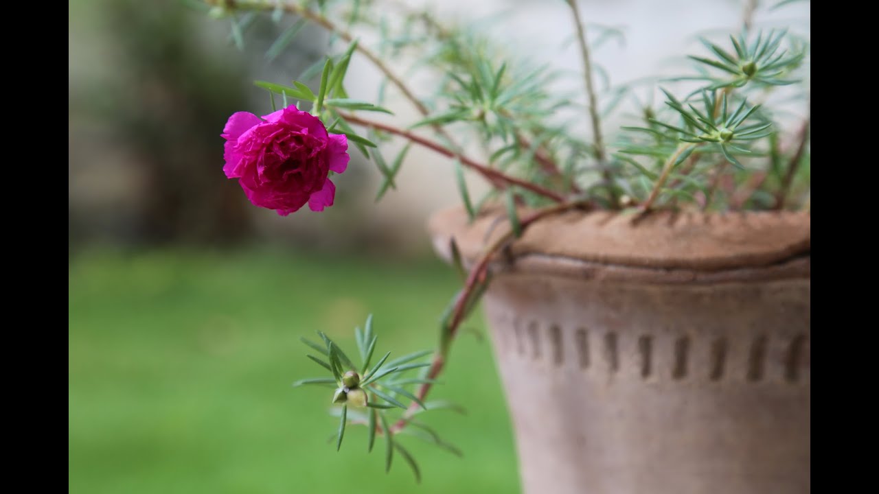 How To Grow And Care For Blooming Moss Roses Urdu hindi YouTube