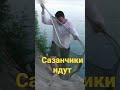 Сазанчики рыбалка