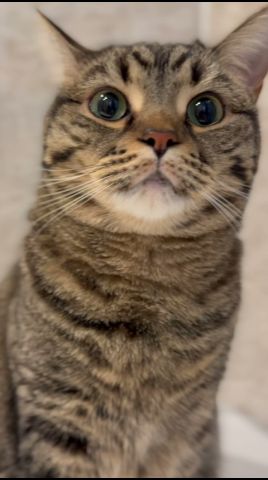 お風呂に大集合する猫たちと、それを狙うパパwww #cat #猫
