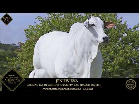 LOTE 06   JPN FIV EVA