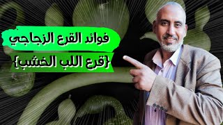 فوائد القرع الزجاجي (قرع اللب الخشب)