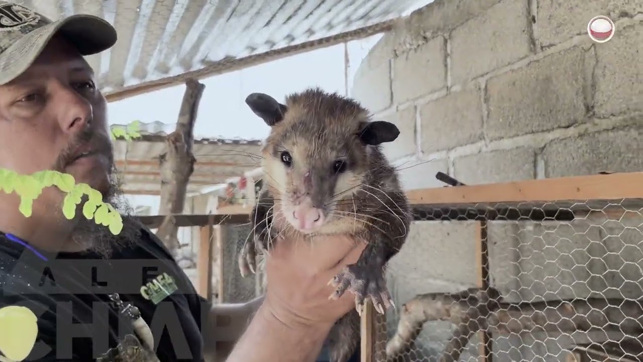 Estos animalitos han sufrido por los incendios en Chiapas