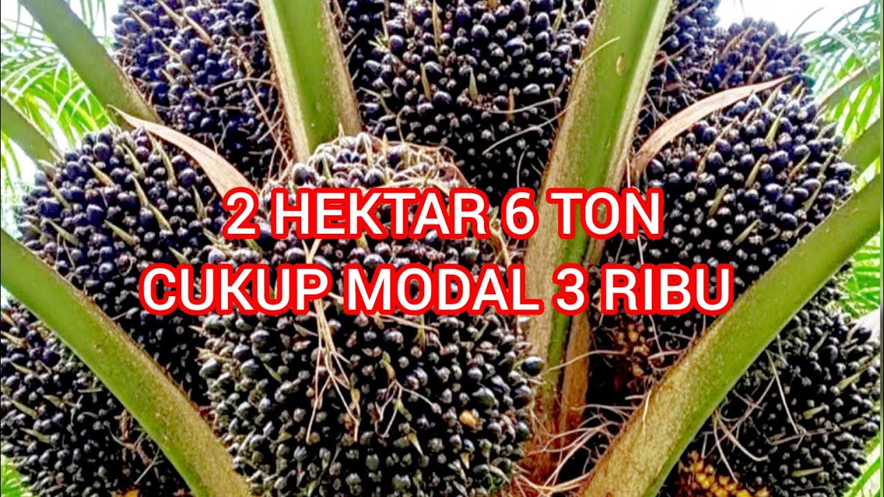 Modal pupuk 3 ribu untuk melebatkan buah sawit hasil panen meningkat buah besar dan berat.