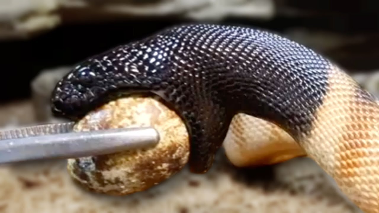 vlogs in spanish SNAKE EATS AN EGG!!! RARE FOOTAGE!! | BRIAN BARCZYK
