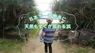 日本で一番簡単に天然もずくが採れる浜【もずくレシピ】