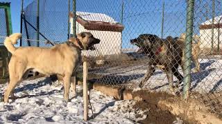 KANUN VE MEGA. iki genç şampiyonu zapt etmek zor. ALTIN KANGAL Resimi