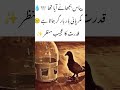 Thirsty Pigeon  A Strange Moment of Nature🕊️ #islamicvideo #viralvideo#islamicshorts #trending#Allah
