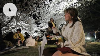 香川栗林公園燈節賞夜櫻櫻花樹下浪漫野餐