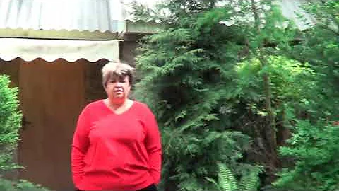 Лиственница. Посадите Лиственницу  в Саду. Лекарственные Свойства Лиственницы