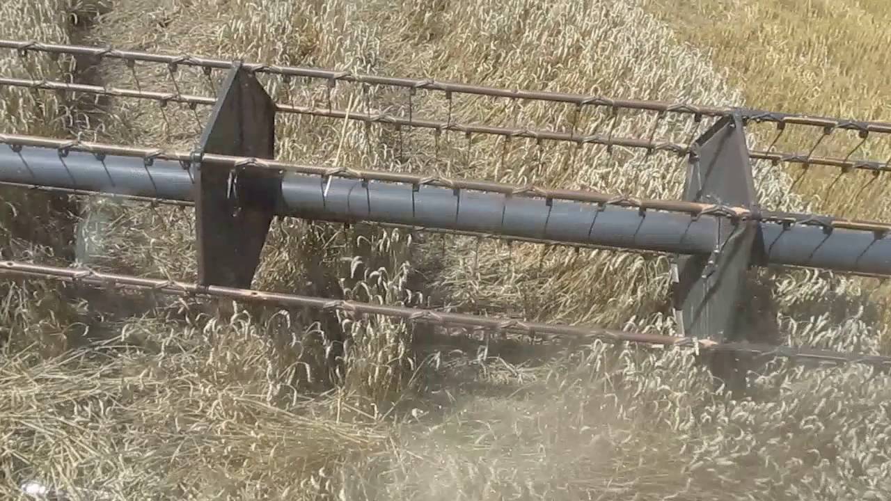 ЖНИВА 2016 MASSEY FERGUSON 38