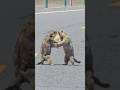 Marmots Being D**kheads