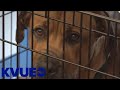 Austin animal center needs more adoptions of medium large dogs  kvue