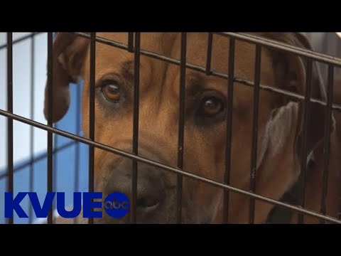 Video: Můžete dát Kellerovi jeho navždy domov? Austin Animal Center potřebuje vás!