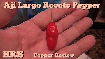 ⟹ Aji Largo Rocoto Pepper | Capsicum pubescens | Pod Review