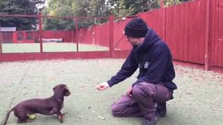 How to stop your Dachshunds excessive barking