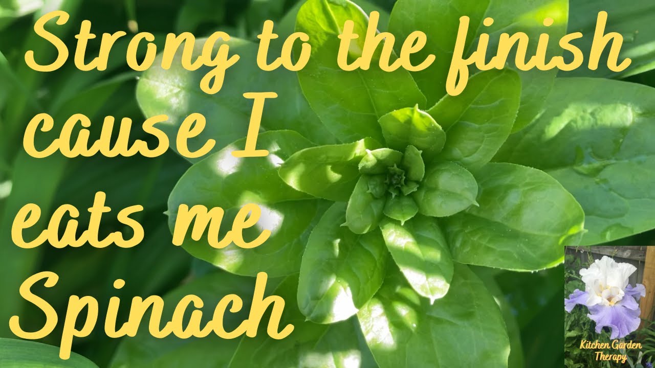 His Majesty Spinach | How and Why to grow Spinach | Different varieties I grow