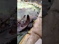 throw the fish! 😂