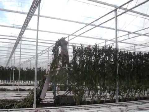 Get Paprika Planten Neerhalen Youtube HD Wallpaper Paprika Planten Neerhalen Youtube Free HD