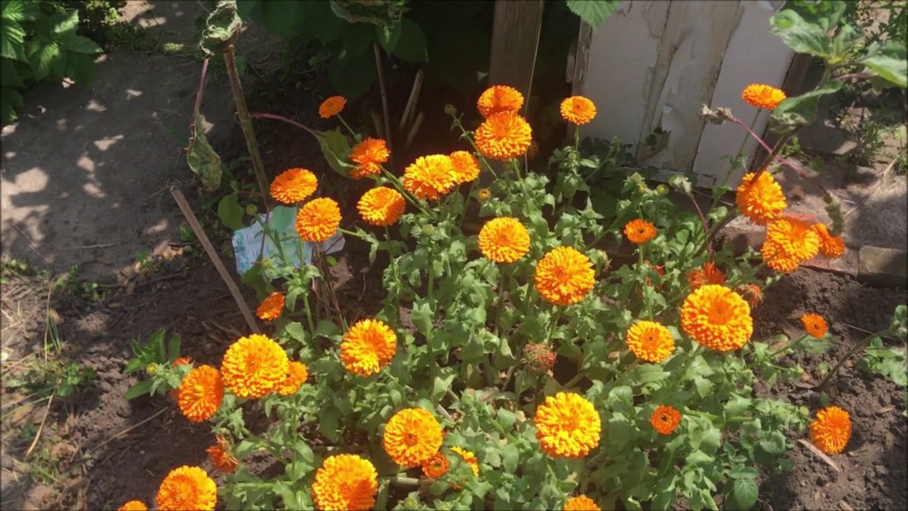 Mein Schoner Garten Juni 2020 Mein Schoner Garten Juni 2020