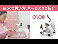 aiboの飼い方、aiboのサービスについてご紹介!