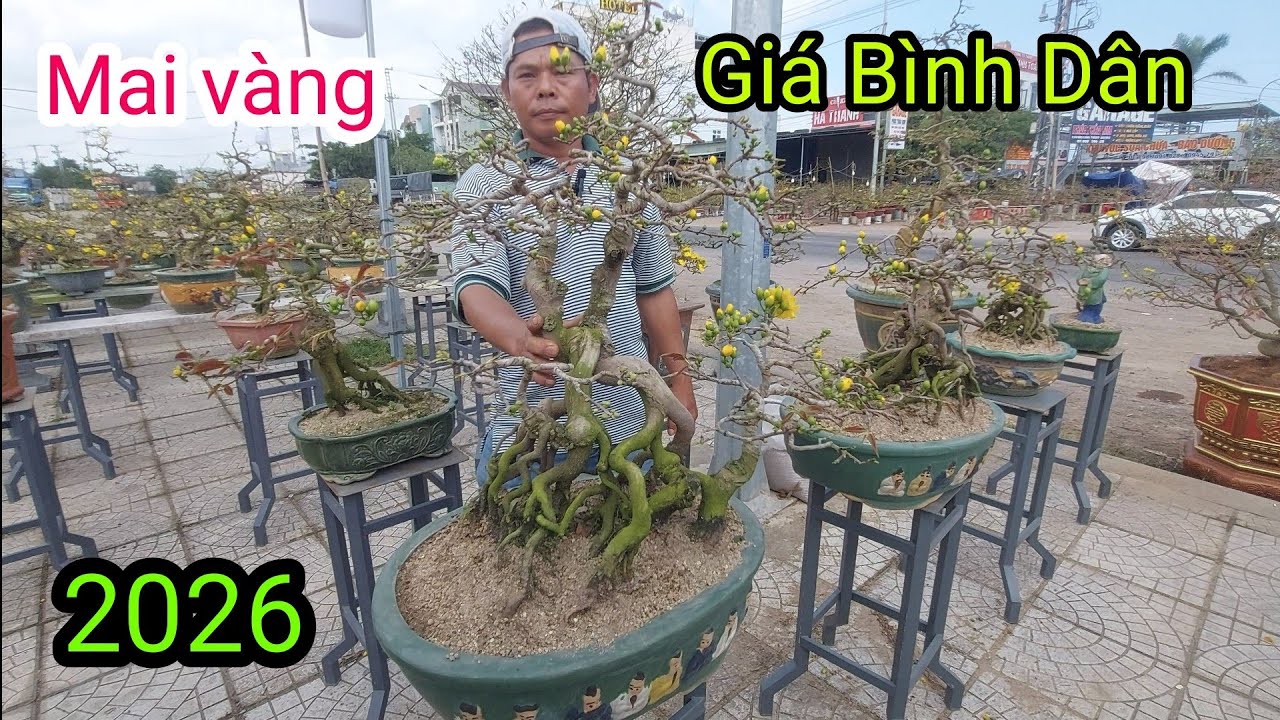 Mai vàng An Nhơn, giá Bình Dân LH:0967514189