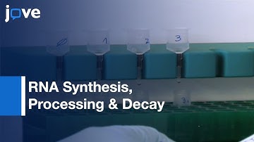 Metabolic Labeling:New Transcribed RNA: High-Resolution Gene Expression Profiling l Protocol Preview