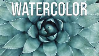 Watercolor Succulents Time lapse