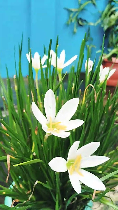 white Lily