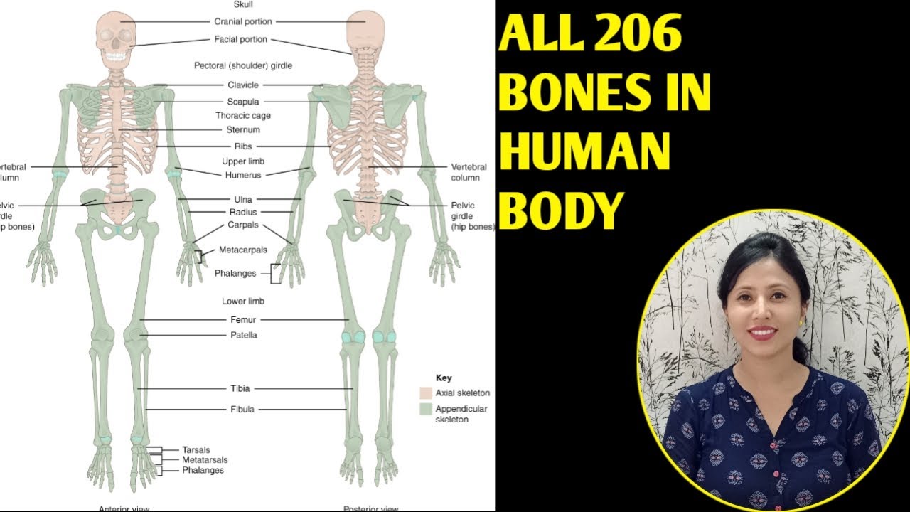 File:Human skull side simplified (bones).svg - Wikipedia