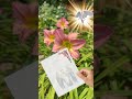 🌼🪽Do you know someone like this? Your Guardian Angel message card for - 06/07/2023
