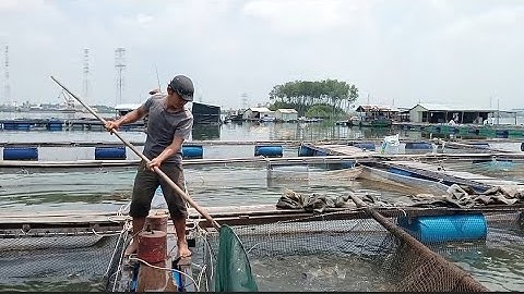 Câu Bè Cầm phả/ Mỹ Xuân Tân Thành BRVT/ Câu cá thiên nhiên