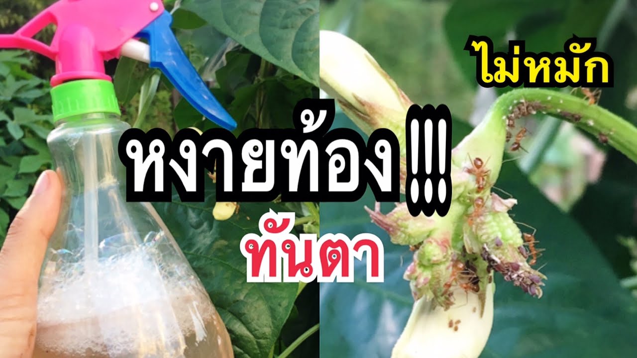 แค่พ่นหงายท้องเลย!! สูตรไล่แมลง3นาทีรู้เรื่อง ผักงาม ดินดี  100% มีผลการทดลองแม่ก้อยพาทำ