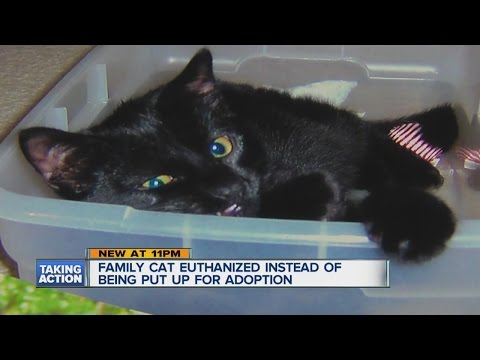Afliver det humane samfund katte?