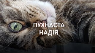 Пушистая Надежда