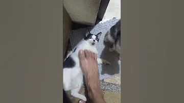 Chino And Meowsy Cute Moment August 5 2025 