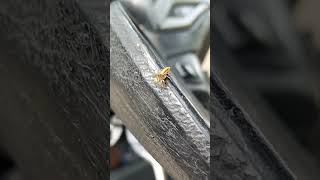 little spider #insects #dinospider #marvel #spider #ants #pets #reels #sorts