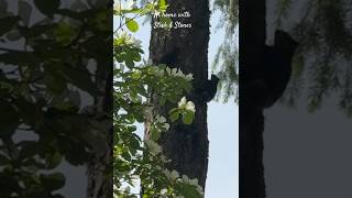Little love chase around the tree.☺️🌳❤️ Brown Douglas Squirrels.🐿️ #nature #squirrel 😍