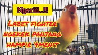 🔥MASTERAN LOVEBIRD🔥 lovebird ngekek panjang, ngetik sambung ngekek, masteran burung